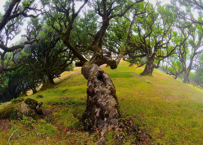 Toca Funchal (Madeira)