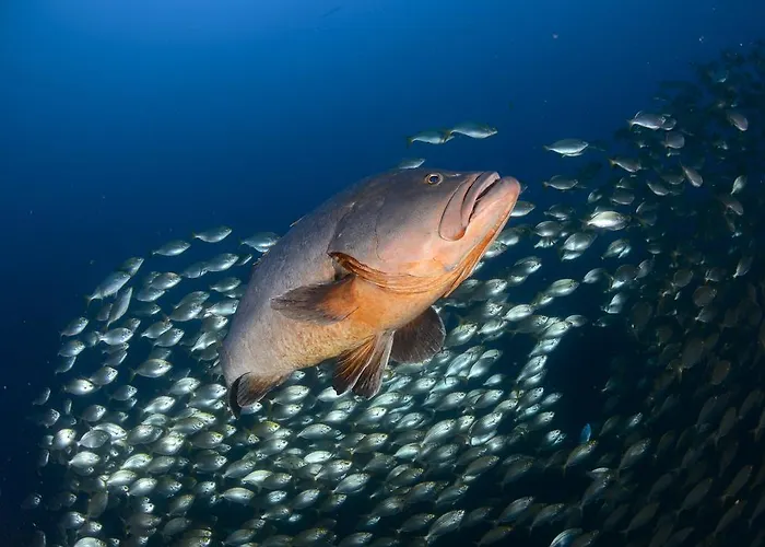 Toca Funchal (Madeira)